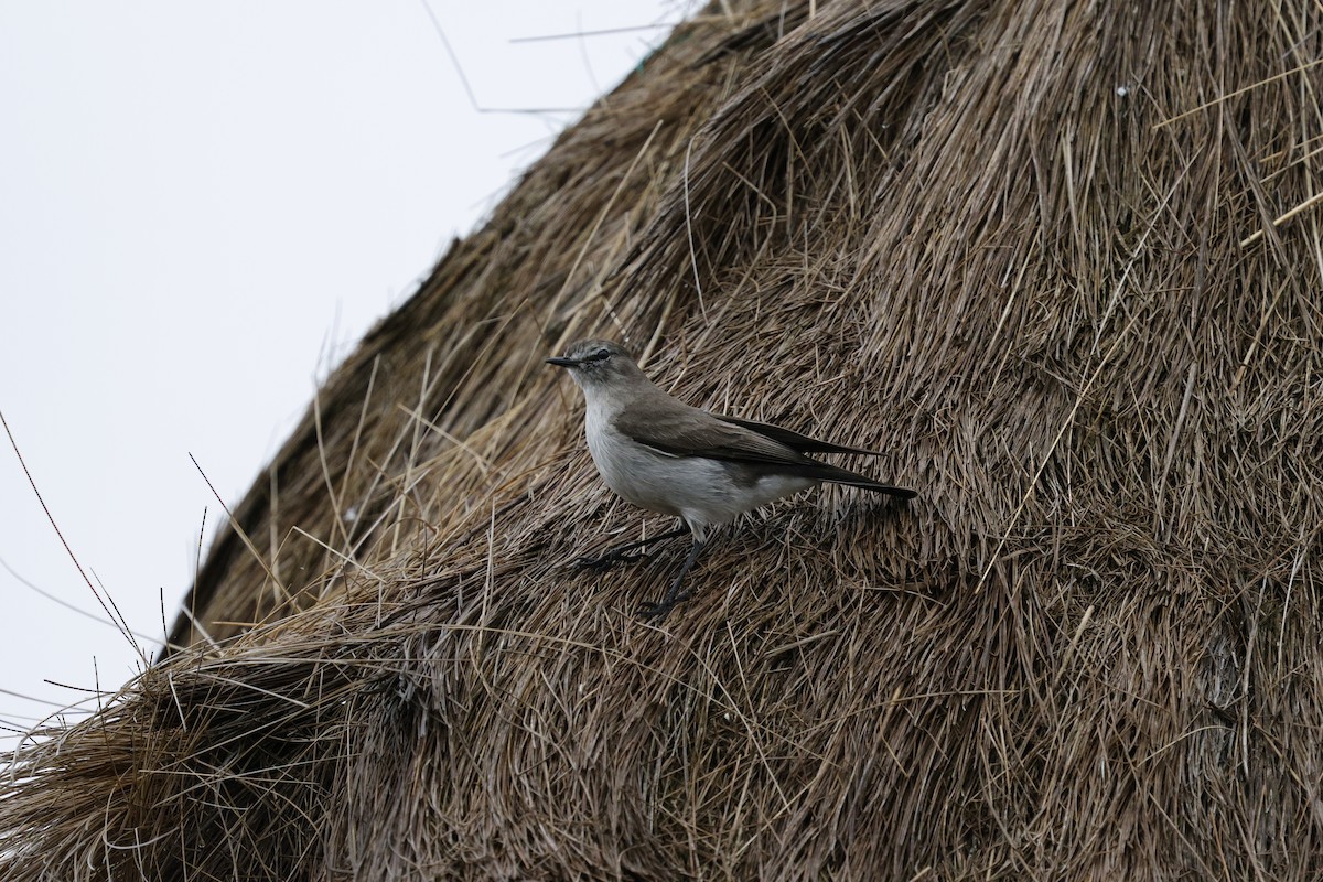 Plain-capped Ground-Tyrant - ML646757868