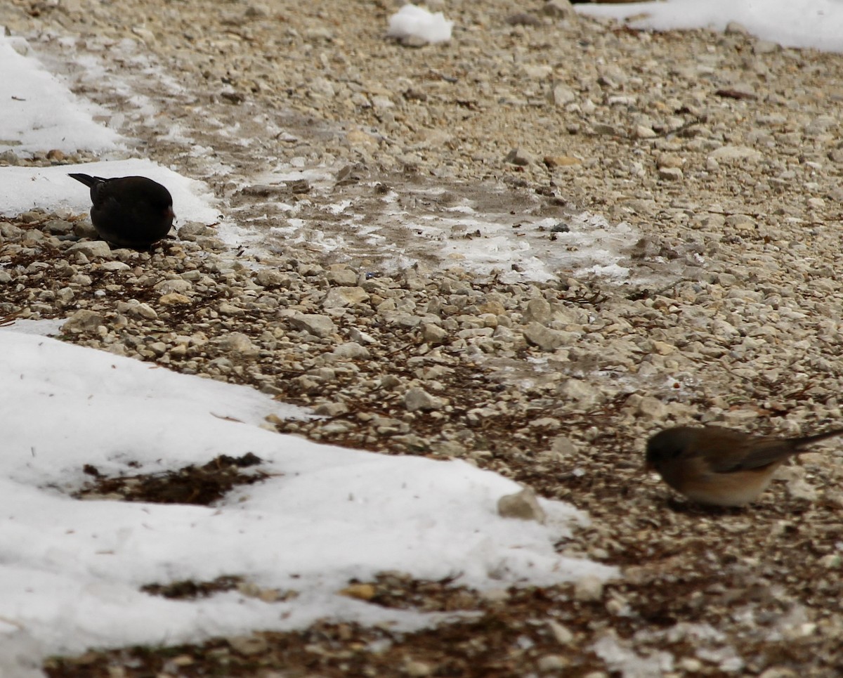 Dark-eyed Junco - ML646757869