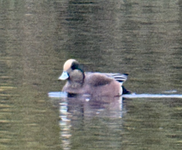 hvízdák americký - ML646757871