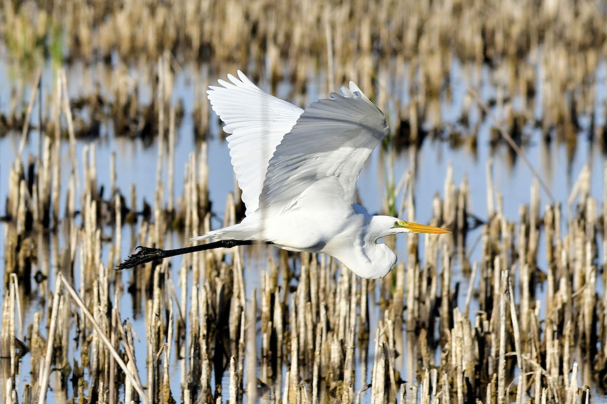 Airone bianco maggiore - ML646757872