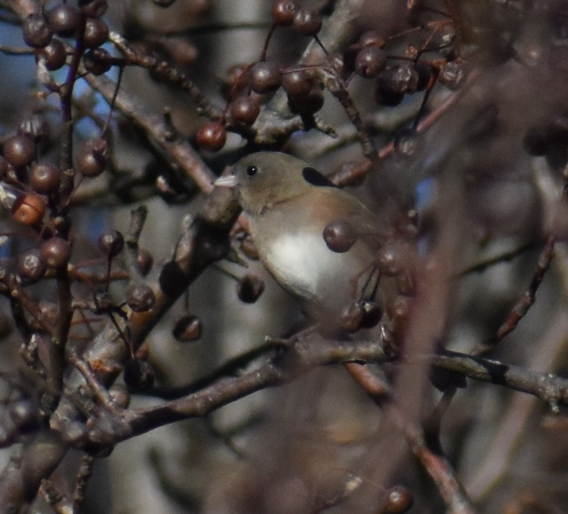 ユキヒメドリ - ML646757873