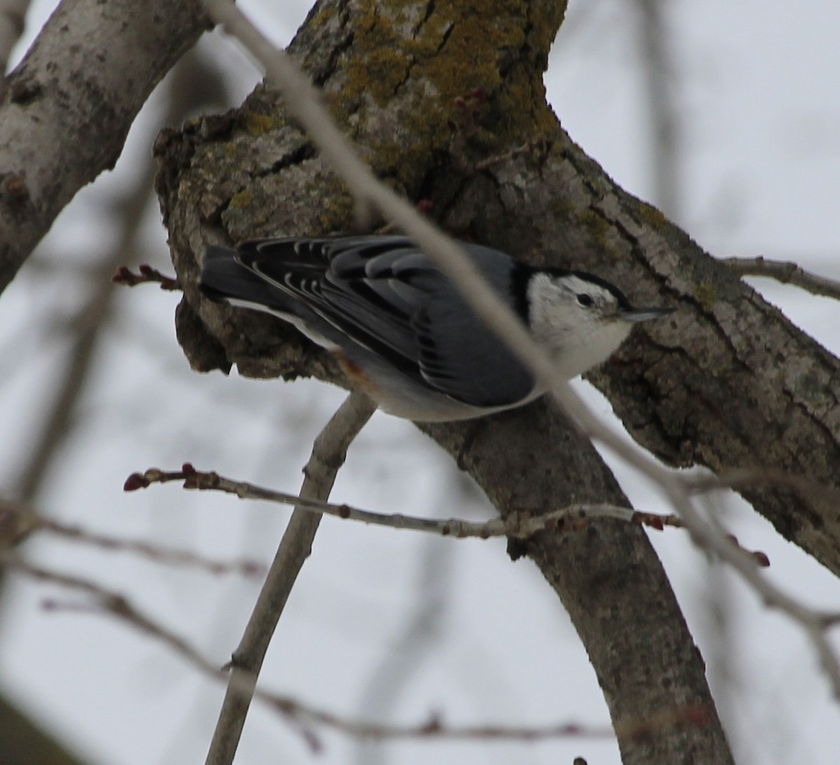 White-breasted Nuthatch - ML646757874
