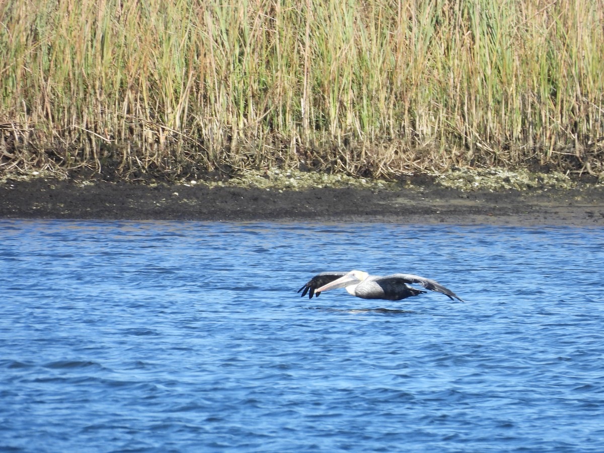 שקנאי חום - ML646757875