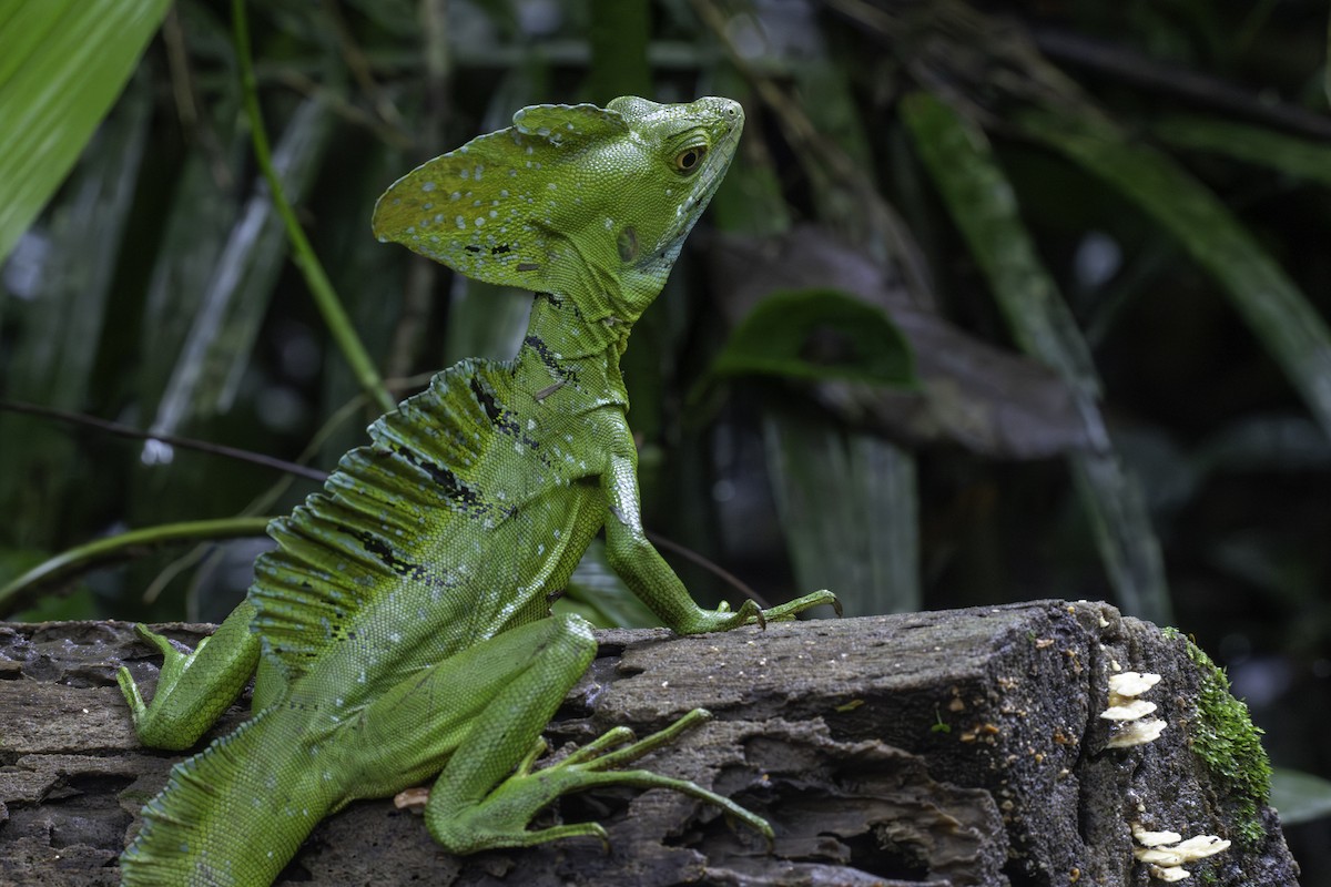 Green Basilisk - ML646757876