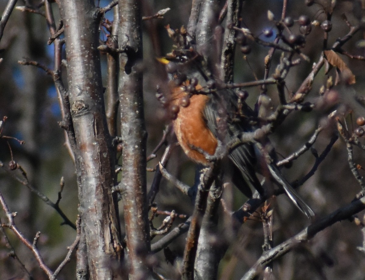 コマツグミ - ML646757877