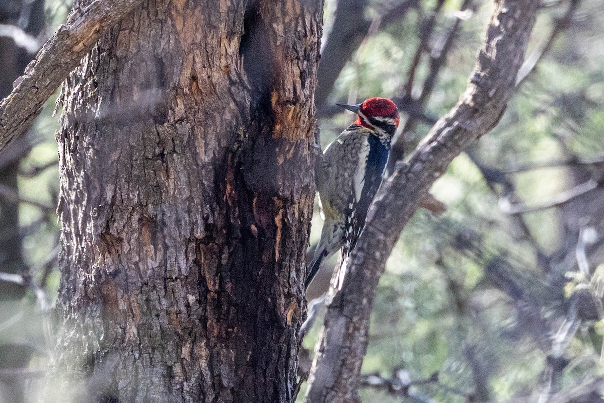 Red-naped Sapsucker - ML646757878
