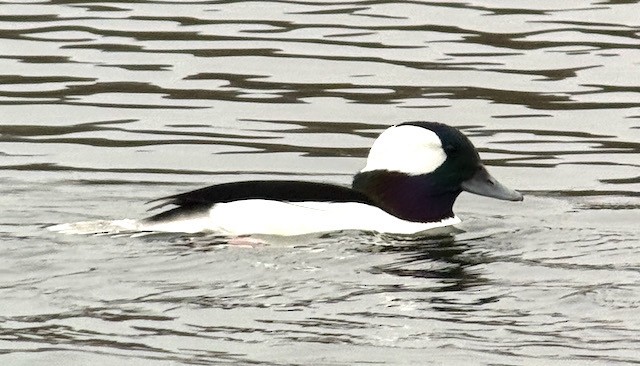 hohol bělavý - ML646757880