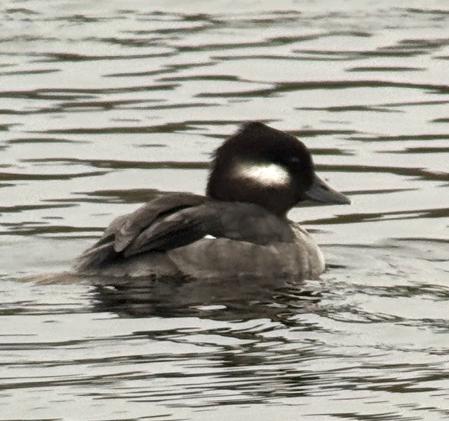 hohol bělavý - ML646757881