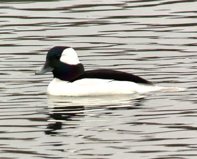 hohol bělavý - ML646757882