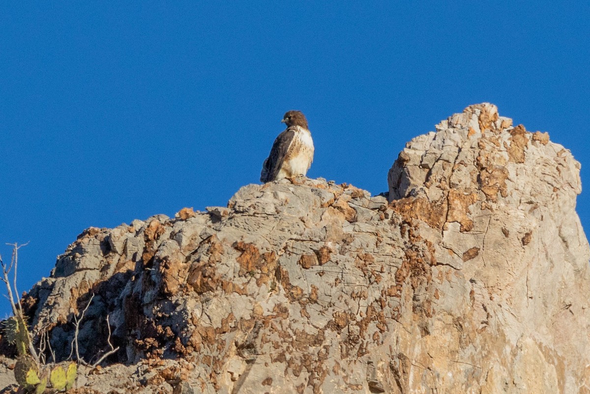 Red-tailed Hawk - ML646757887