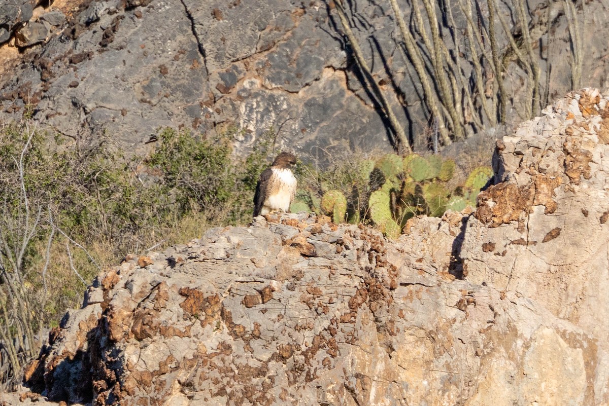 Red-tailed Hawk - ML646757888