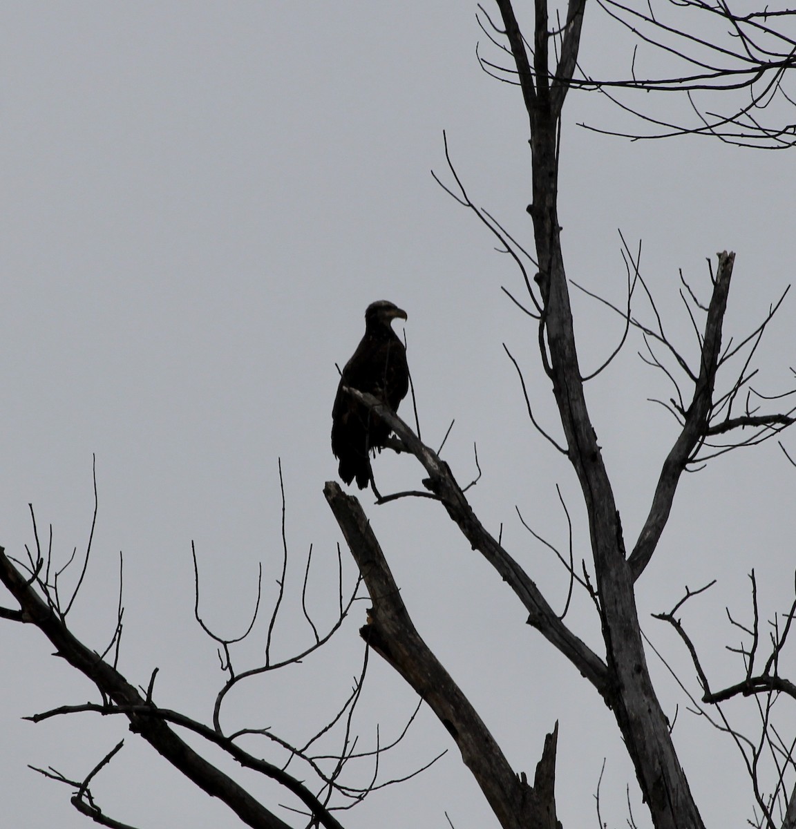 Bald Eagle - ML646757889