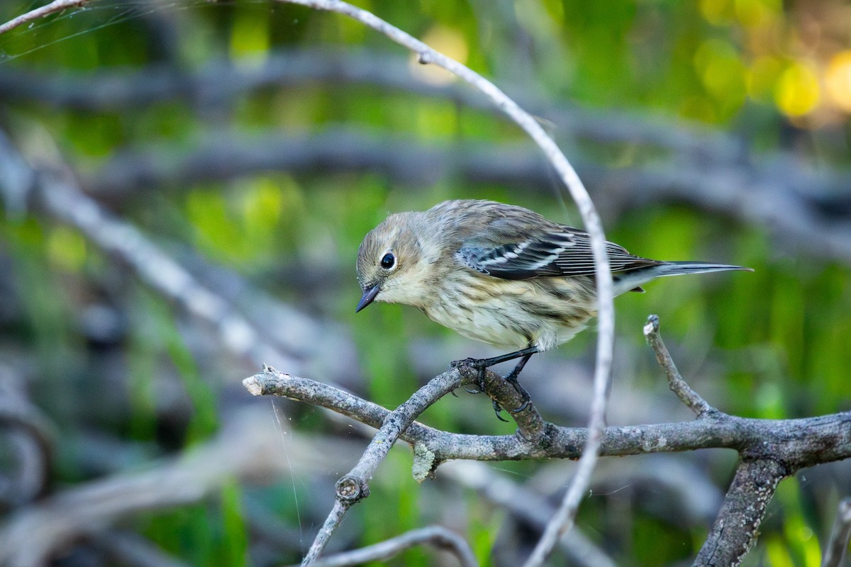 Yellow-rumped Warbler - ML646757891