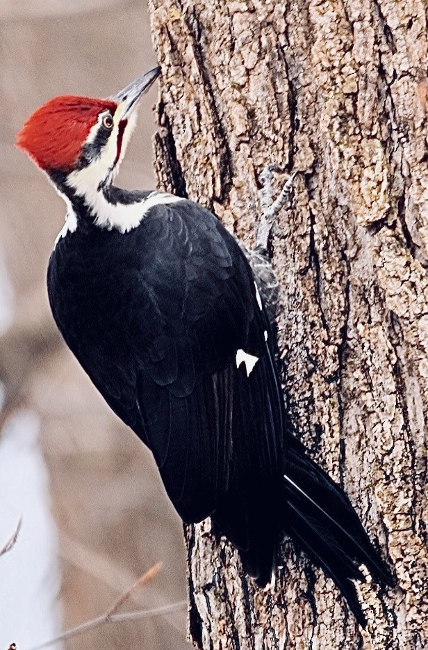 Pileated Woodpecker - ML646757892