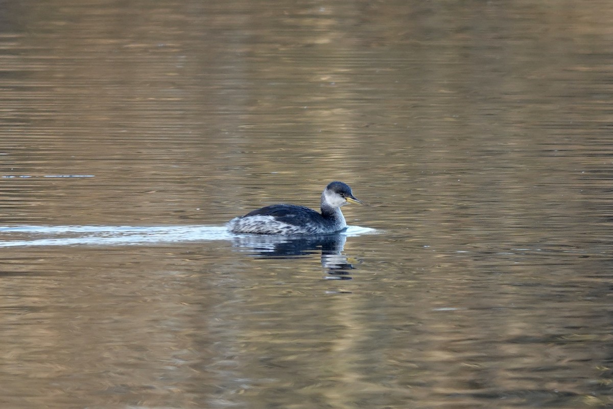 Red-necked Grebe - ML646757893