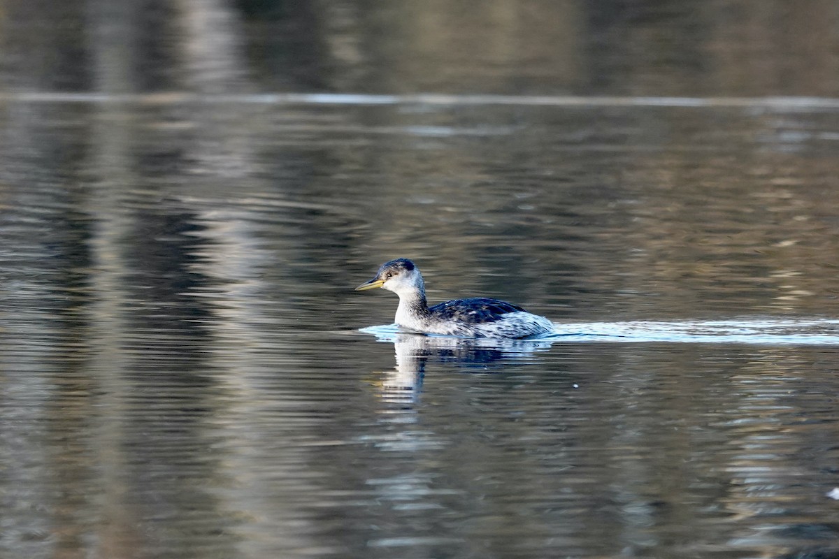 Red-necked Grebe - ML646757894