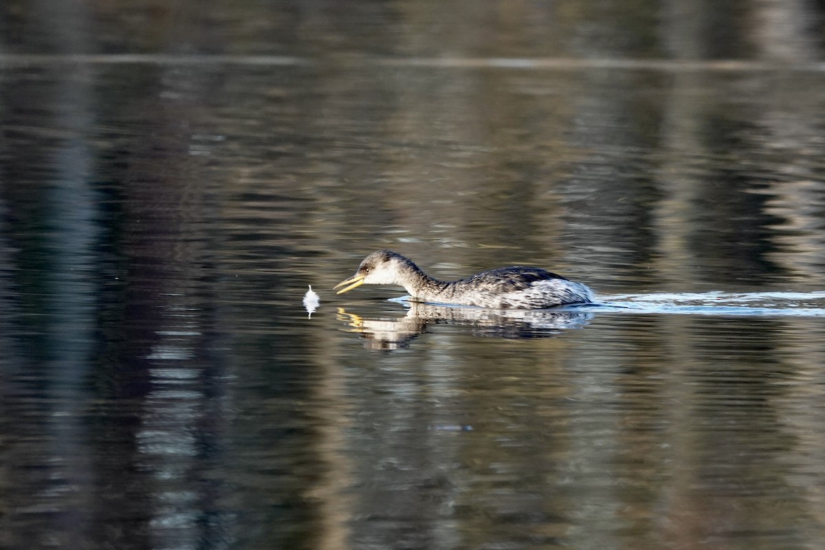 Red-necked Grebe - ML646757895