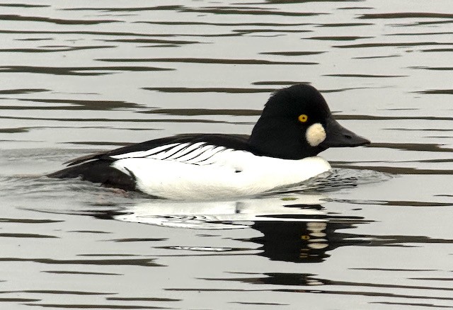 hohol severní - ML646757896