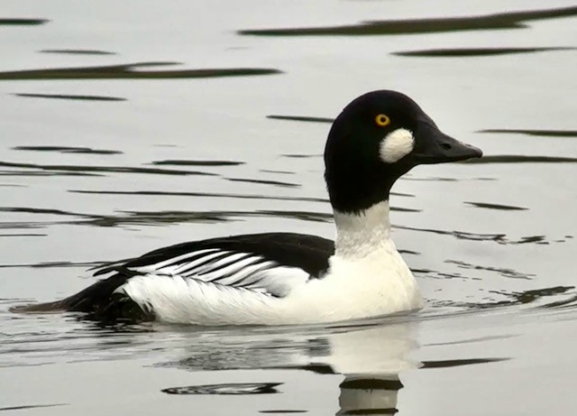 hohol severní - ML646757897