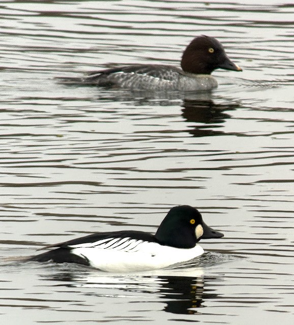 hohol severní - ML646757898