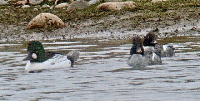 hohol severní - ML646757899