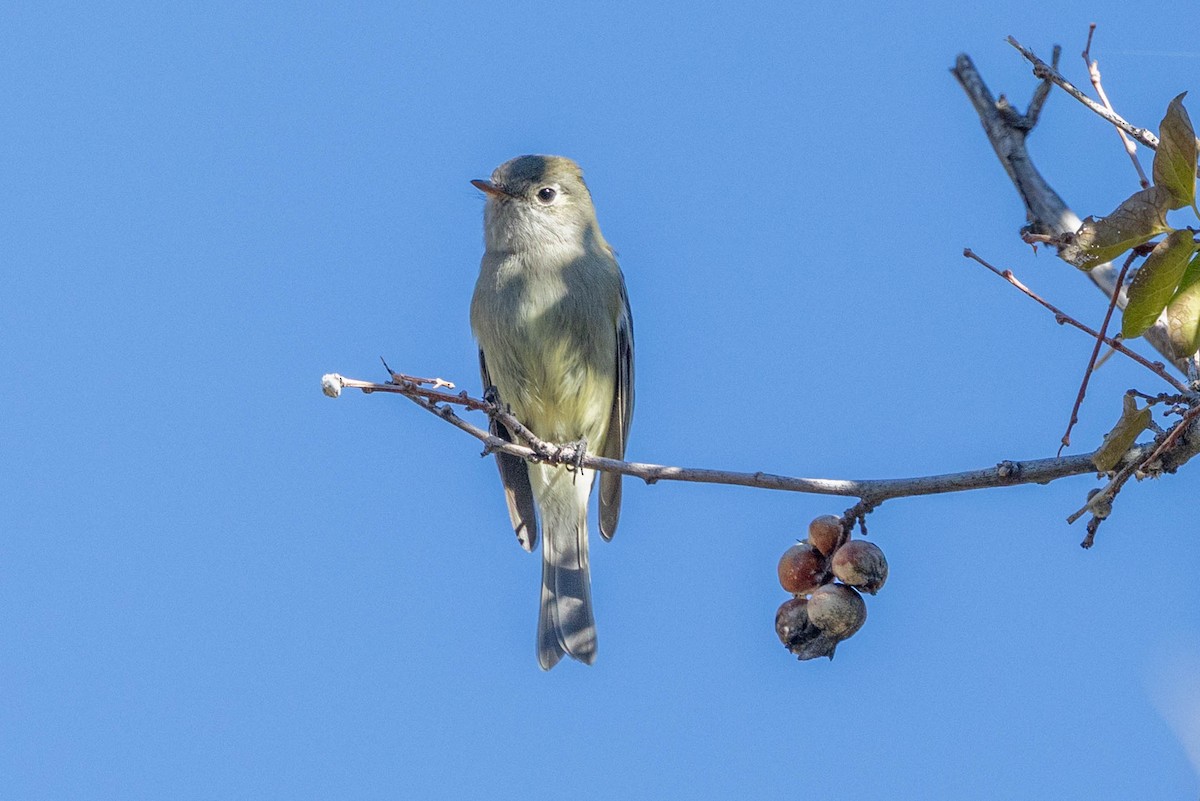Hammond's Flycatcher - ML646757900