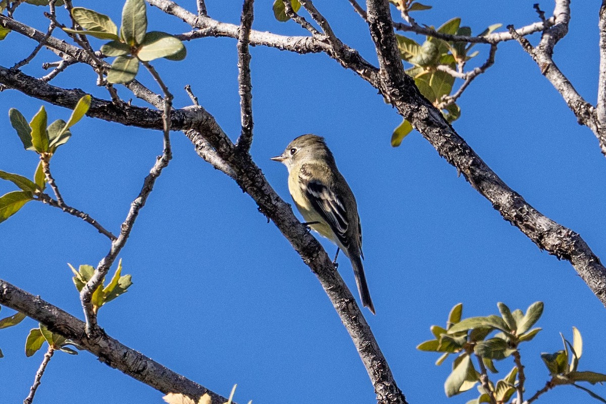 Hammond's Flycatcher - ML646757901