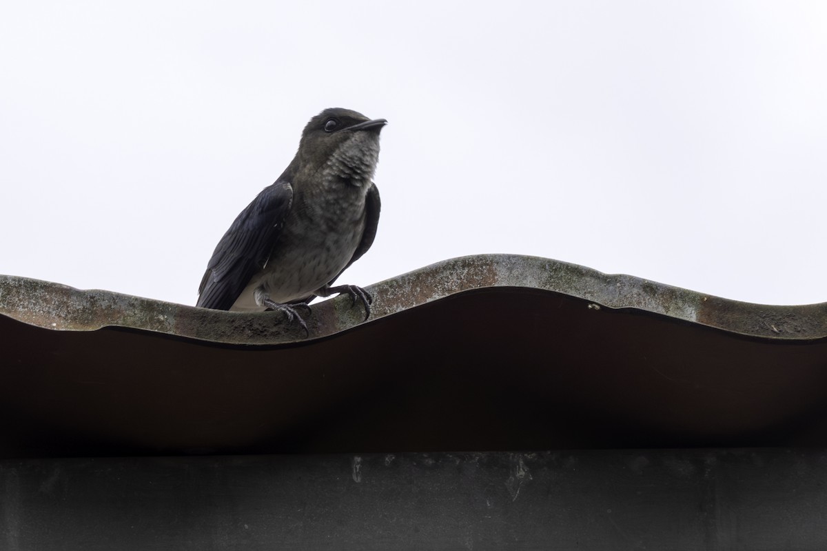 Gray-breasted Martin - ML646757902