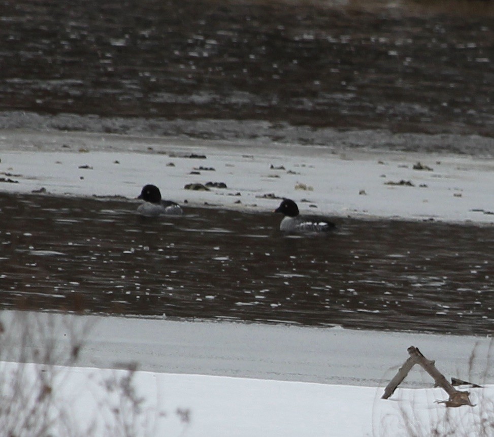 Quattrocchi - ML646757903