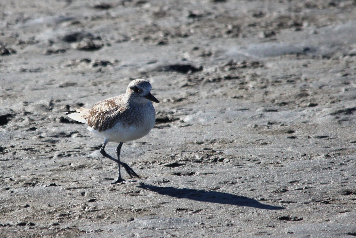Black-bellied Plover - ML646757905