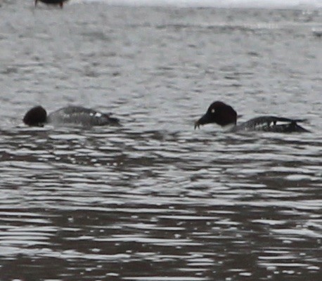 Quattrocchi - ML646757906