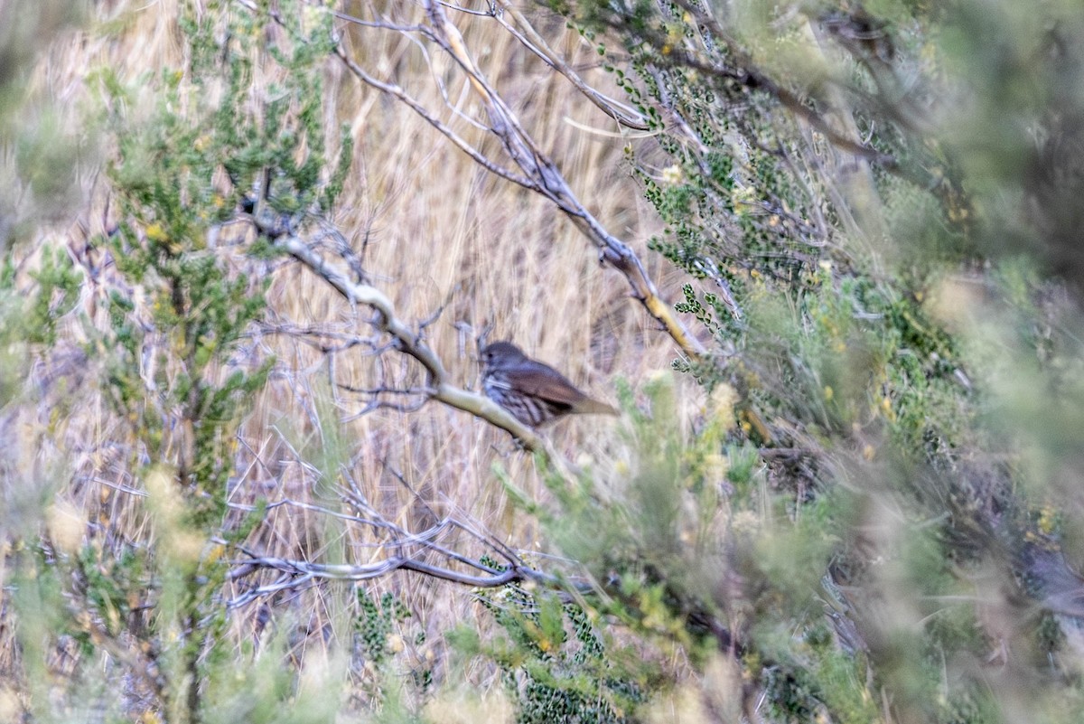 Fox Sparrow - ML646757908