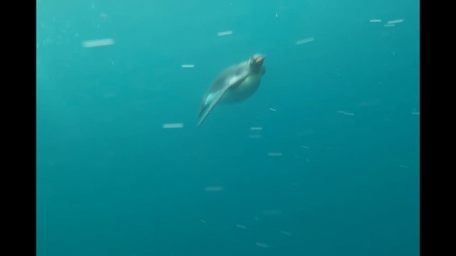 King Penguin - ML646757910