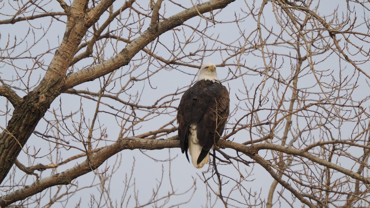 Ak Başlı Kartal - ML646757912