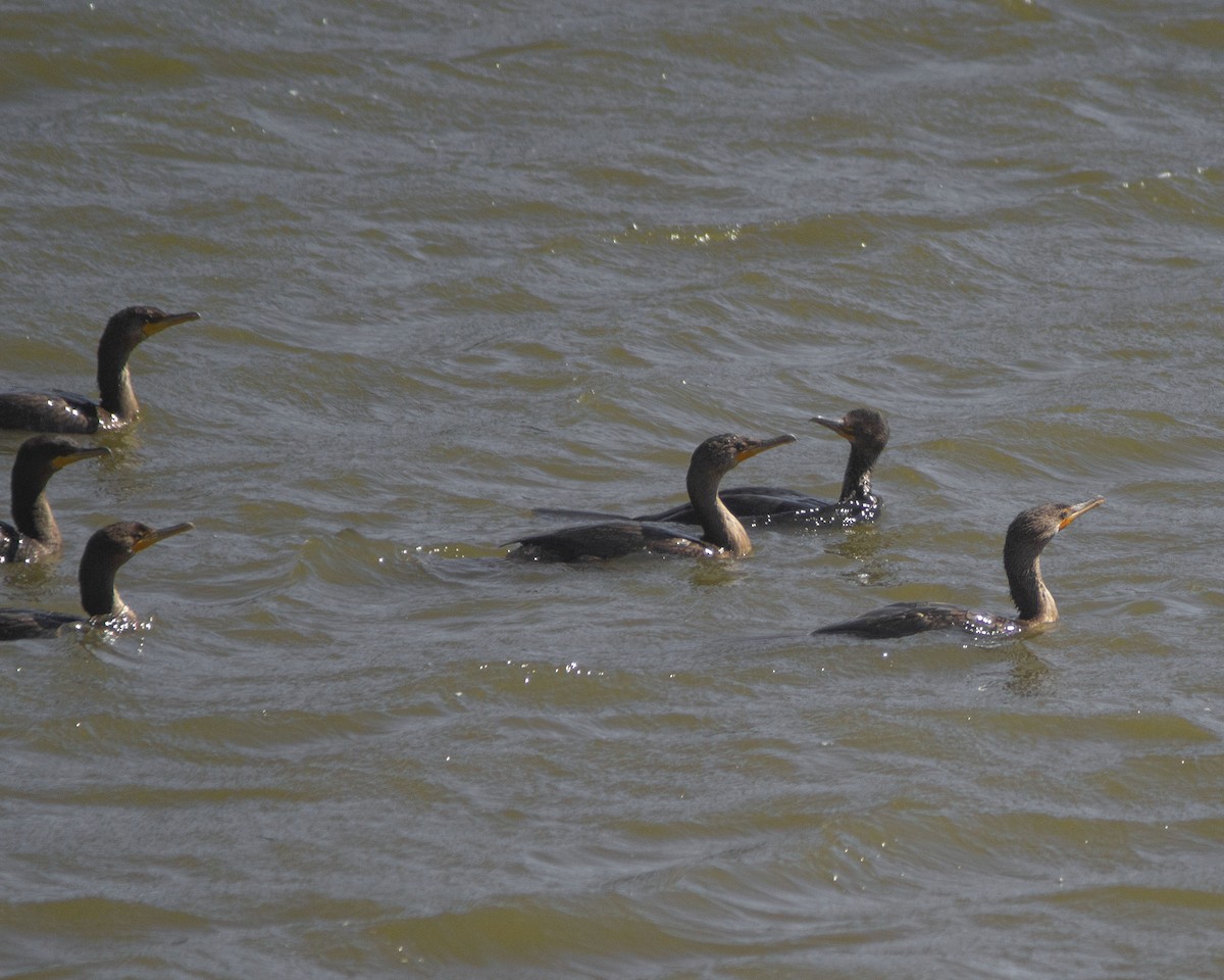 totoppskarv - ML646757913