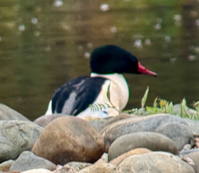 morčák velký - ML646757914