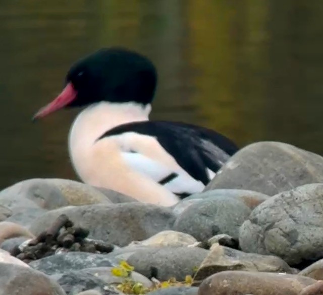 morčák velký - ML646757915