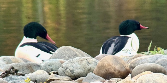 morčák velký - ML646757916