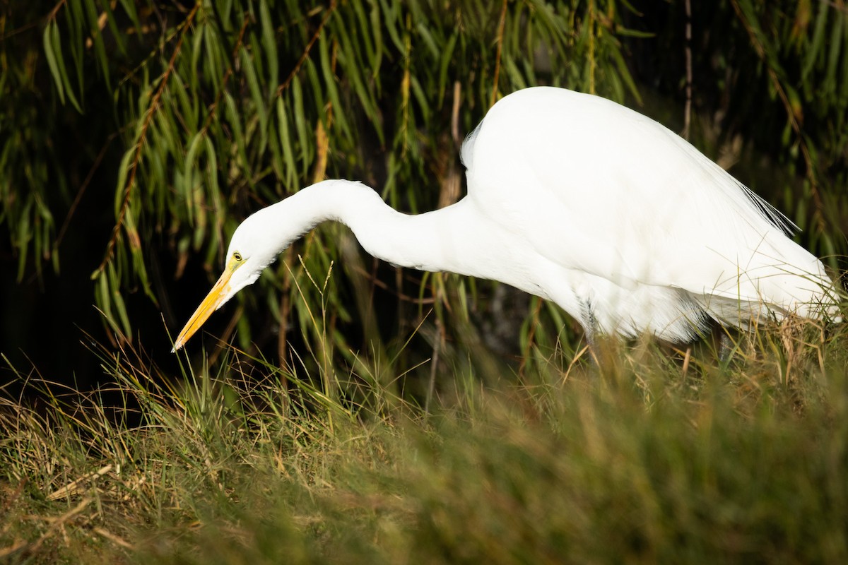 大白鷺 - ML646757917