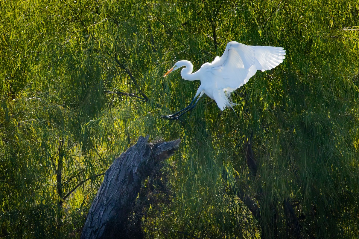 大白鷺 - ML646757918