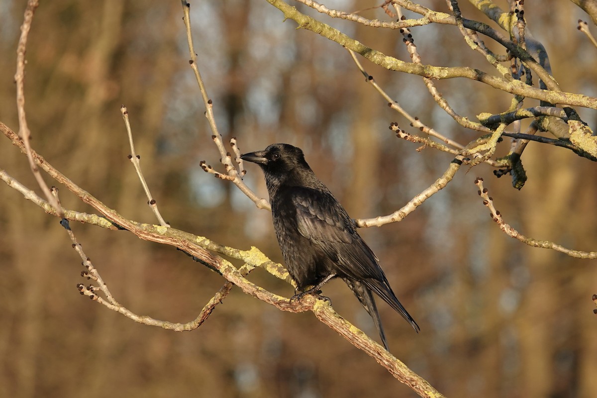 Carrion Crow - ML646757919