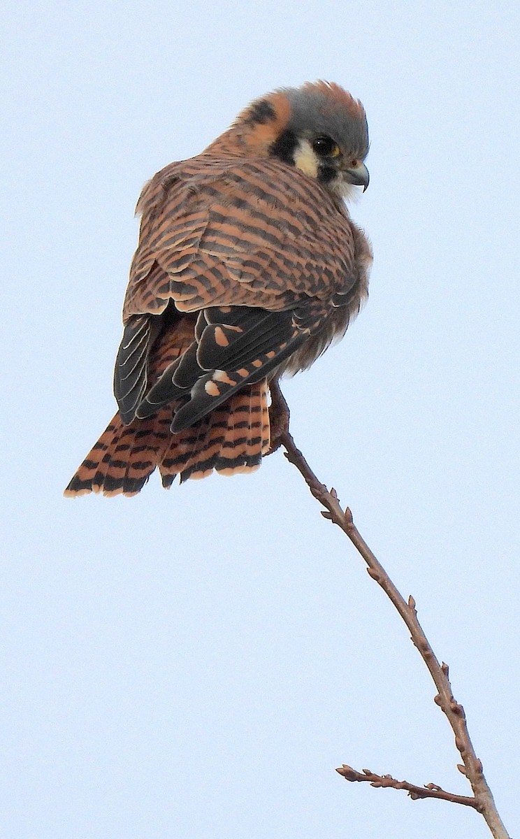 Cernícalo Americano - ML646757921