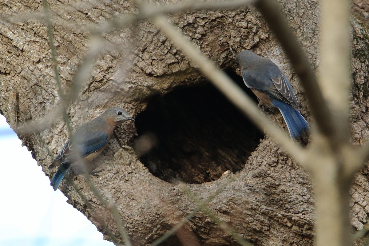 Восточная сиалия - ML646757922