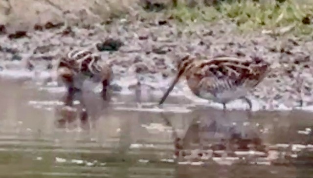 Wilson's Snipe - ML646757924