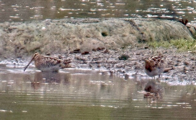 Wilson's Snipe - ML646757925