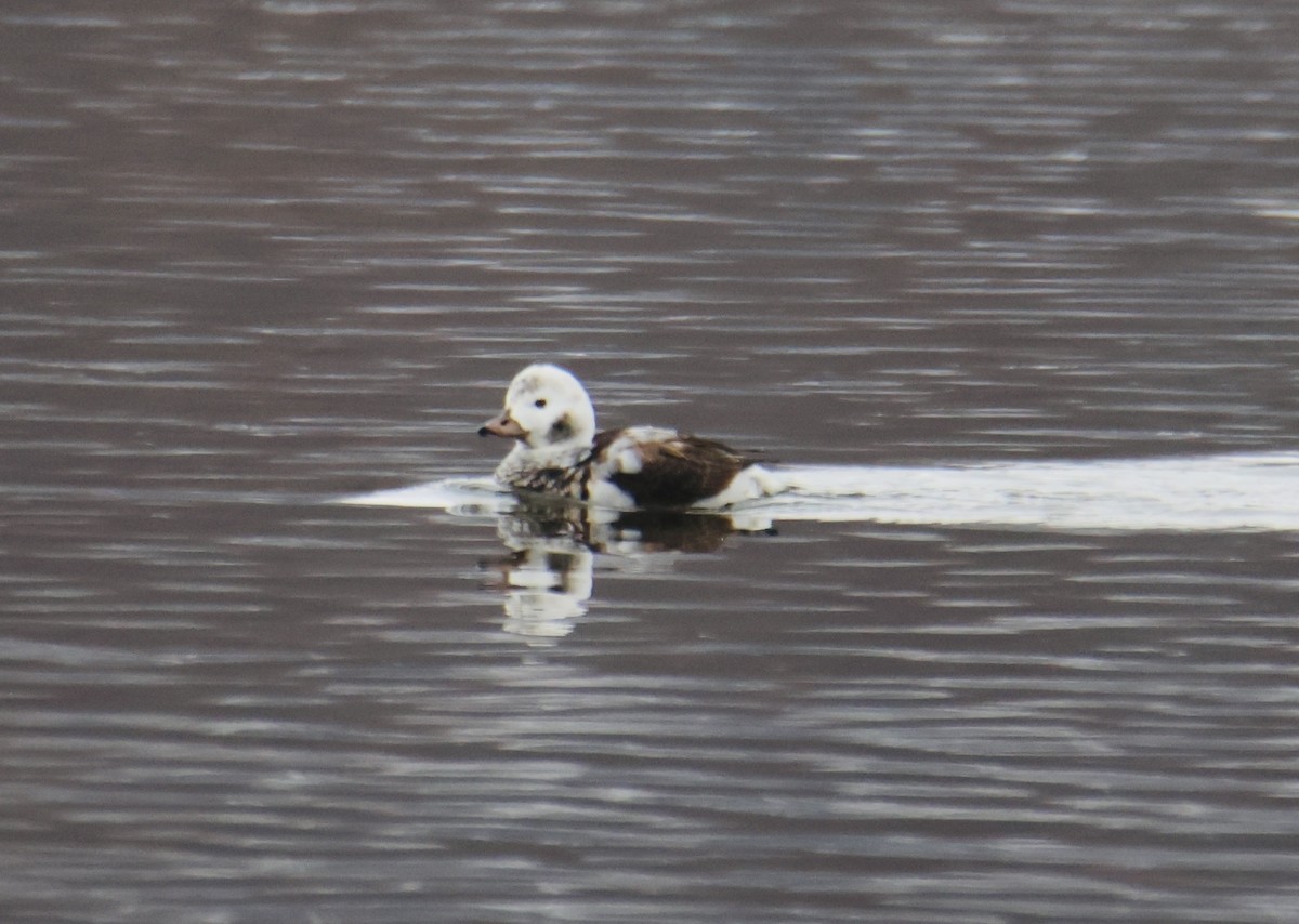 Long-tailed Duck - ML646757927