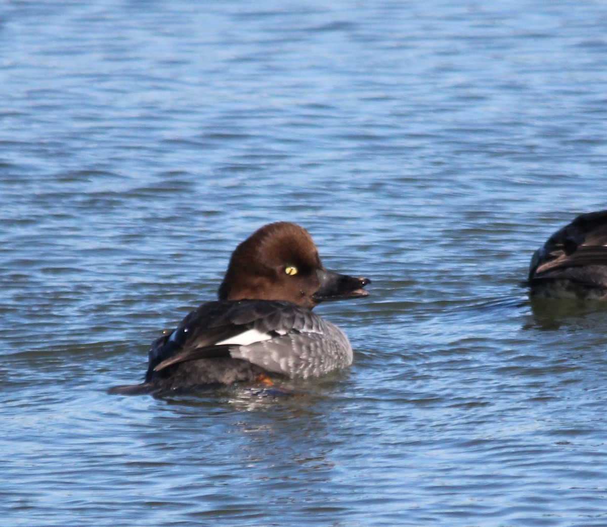 Common Goldeneye - ML646757930