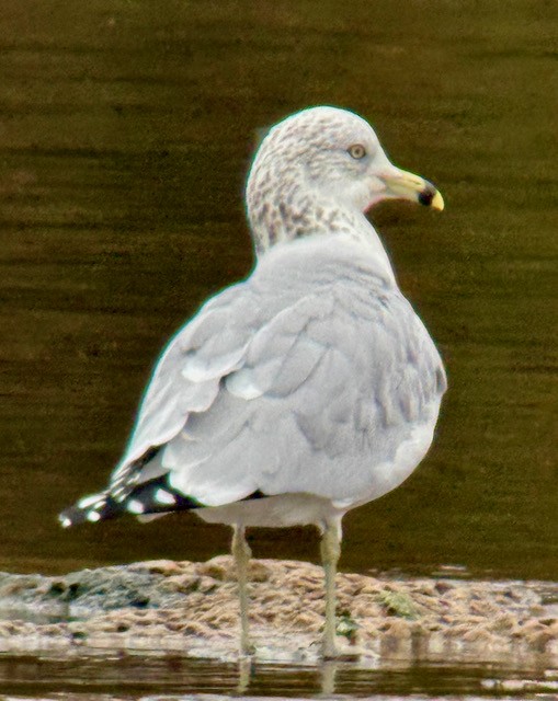 racek kroužkozobý - ML646757931