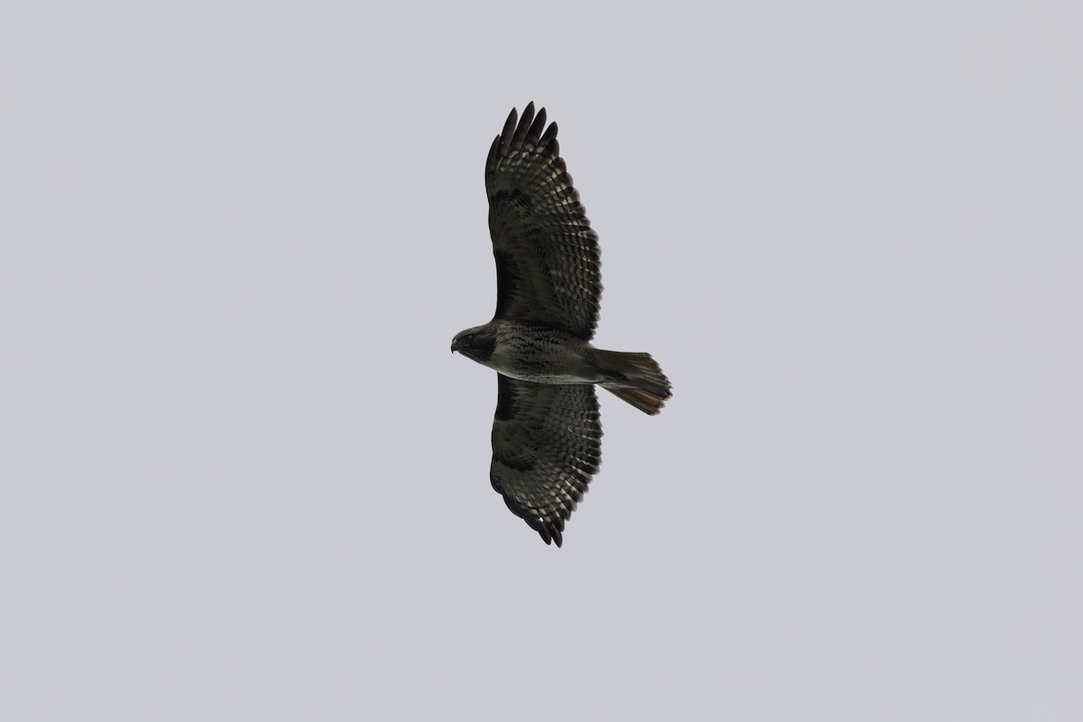 káně rudochvostá (ssp. harlani) - ML646757934