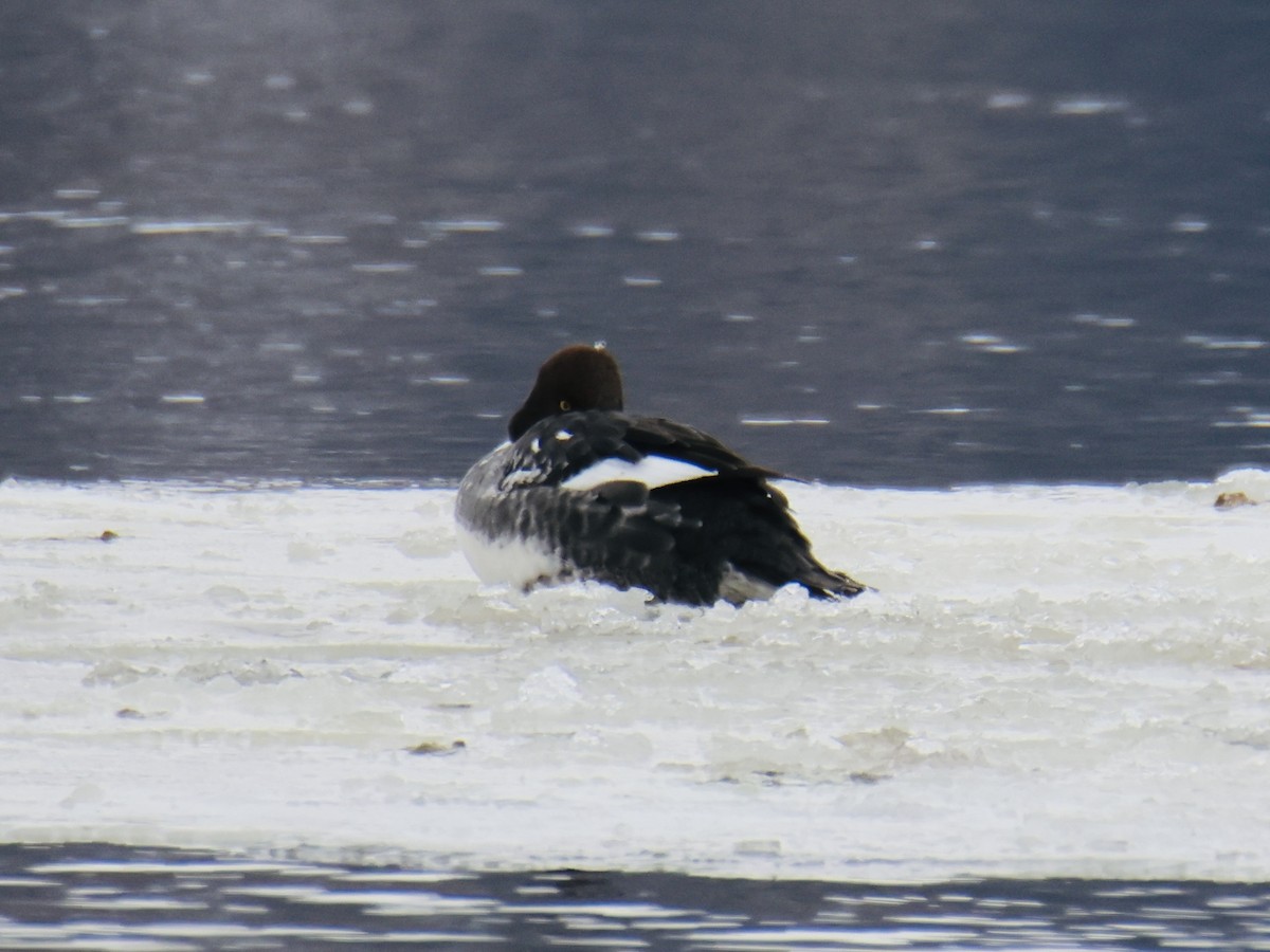 Common Goldeneye - ML646757935